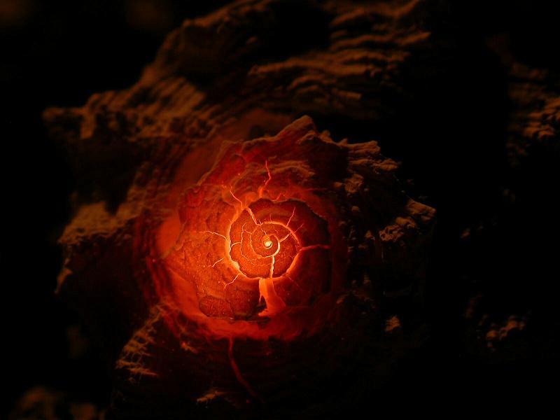 Burning Shell 6.jpg